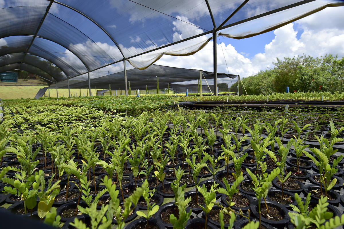 Native seedlings - Forest restoration and conservation